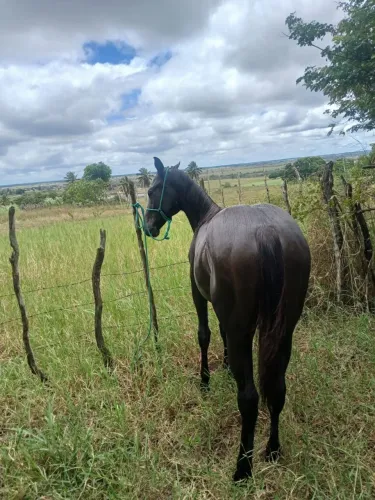 Potra quarto de milha