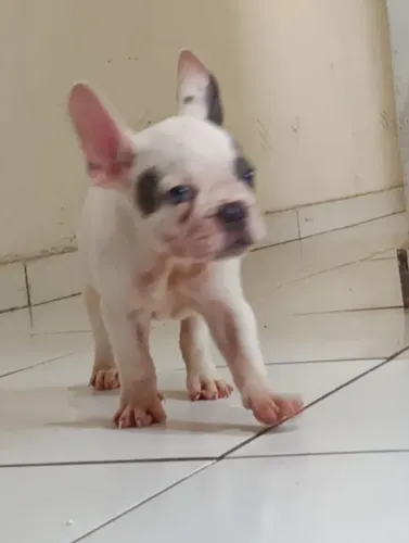 Filhote de Bulldog Francês Exótico