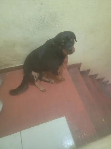 ROTTWEILER PARA DOAÇÃO