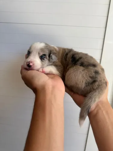 Filhote de Border Collie legítimo