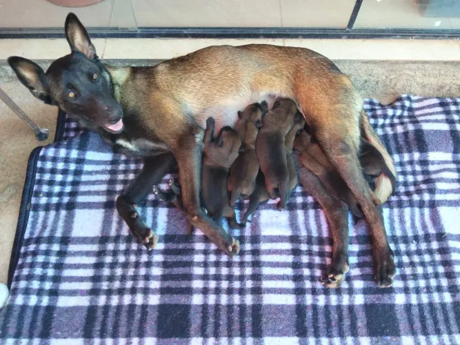 Filhotes de pastor belga Malinois