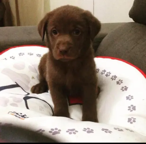 Labrador forte e alegre