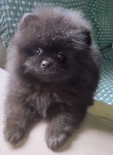 Spitz alemão anão (Lulu da Pomerânia)