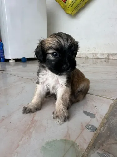 Poodle zero 1 mês 