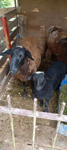 Vendo casal de ovelhas doper com filhote no