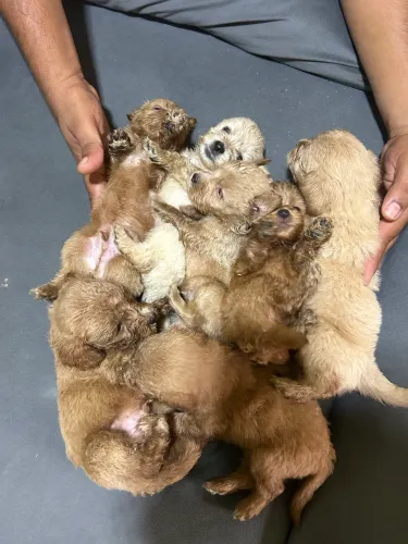 Filhote de Poodle toy puro