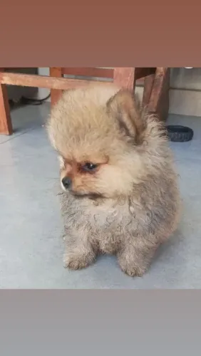 LULUZINHO DA POMERÂNIA URSINHO