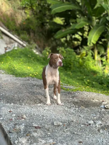 VENDE FILHOTE DE AMERICAN PITBULL TERRIER PURO