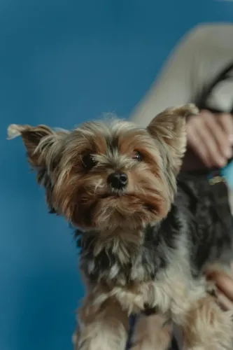 Yorkshire Esse dog é pura doçura em movimento
