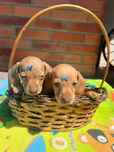 dachshund olhos verdes