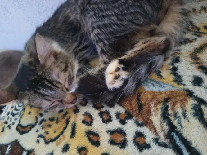 Doação de gato