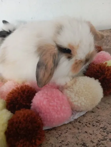 Lindos mini coelhos fuzzi lop para reserva