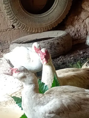 Pato 