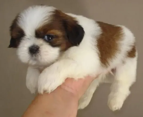 Filhote Shih tzu Macho