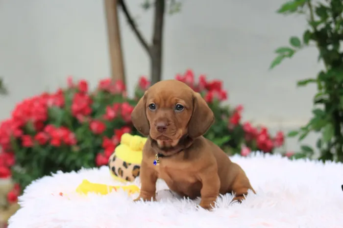 Dachshund, Cofap, salsichinhs 