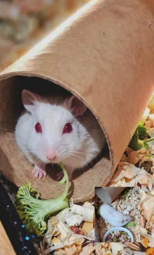 Hamster Anão Russo - São Leopoldo