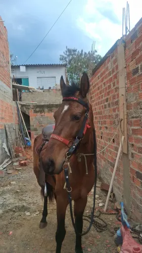 Cavalo