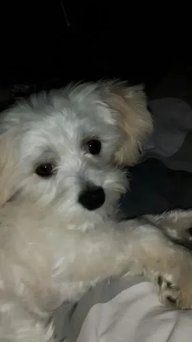 DOA-SE CACHORRO MALTÊS - LINDO E MUITO DÓCIL