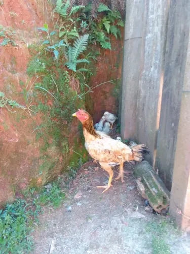 Galinha india