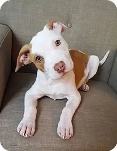 Pitbull - Um Carinho Que Cresce Todos Os Dias 