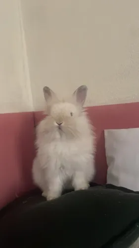 Coelho