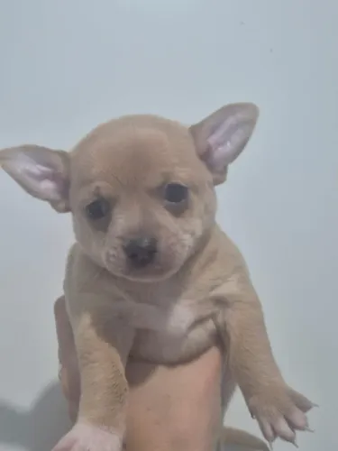 Chihuahua filhote