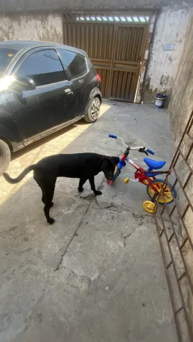 Doação de cachorro labrador porte grande 