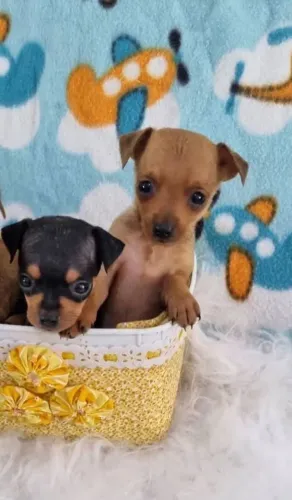 Pinscher zero filhotes lindos e companheiros