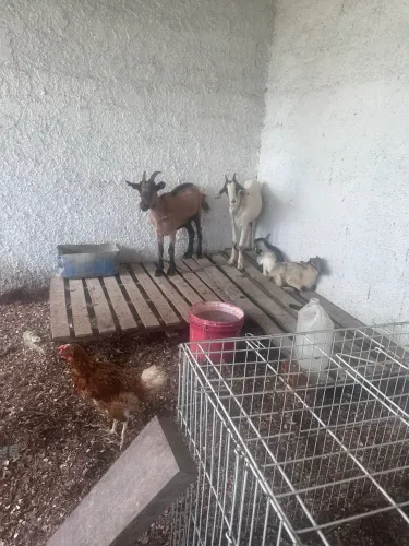 Cabras leiteira e filhote 