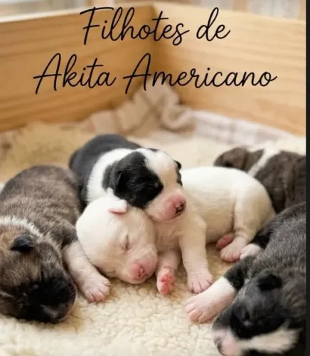 Filhotes de Akita Americano