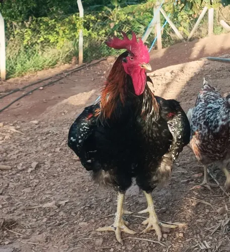 Galo Gsb Balão sertanejo