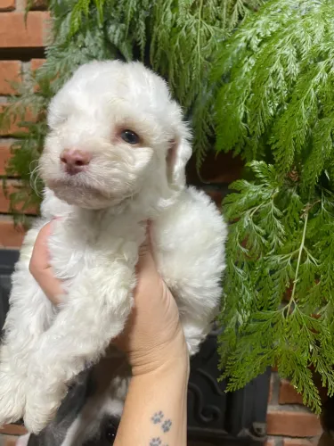 Poodle Toy Verdadeiro - Entrega Imediata