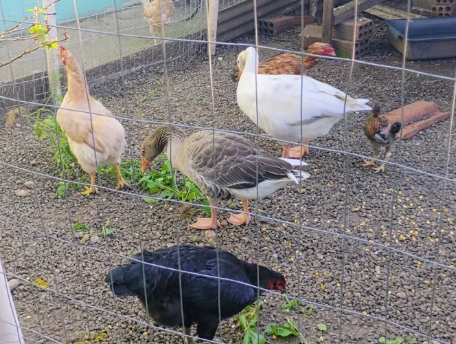GALOS GALINHAS PATOS GANSOS