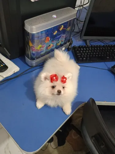 Spitz alemão fêmea