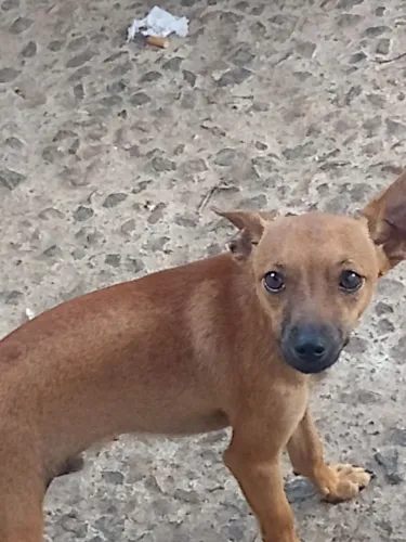 Vendo esse lindo cachorro ?
