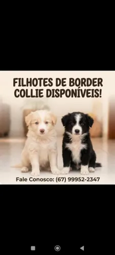 Filhotes de Border Collie Machos 