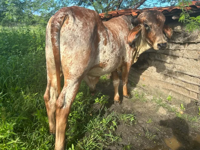 Garrote e garrotas