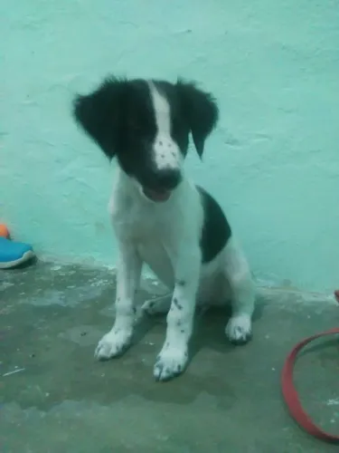 Doando Essa Cachorrinha Fêmea, Muito Dócil e carinhosa. ?<br>
