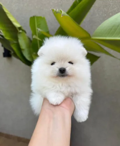 Filhote de Lulu da pomerania anao