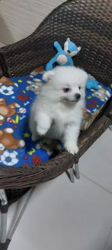 Lulu branco total Machinho