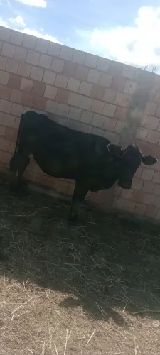 Gados