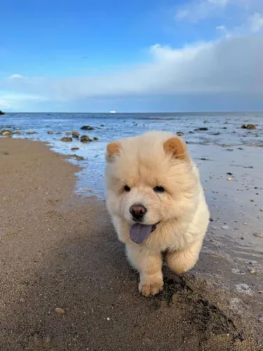 Chow Chow Seu lar pode ficar ainda mais cheio de vida