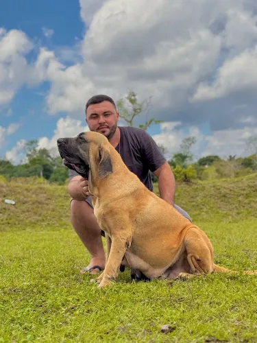 Filhotes de fila brasileiro