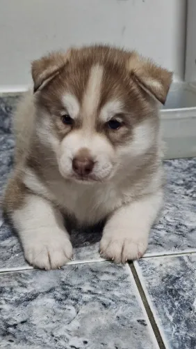 Huskysiberianos 45 dias