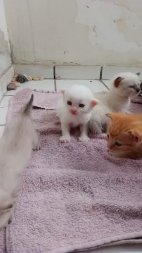 Doação de lindos filhotes e seus irmãos .