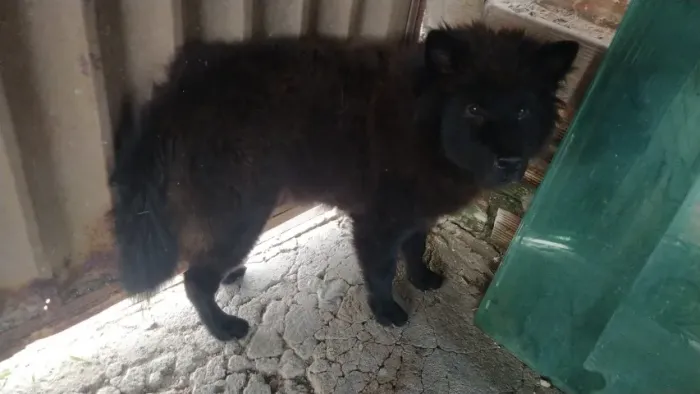 Doação de Chow chow fêmea dócil, 2 anos
