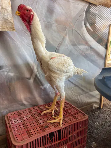 ÍNDIO GIGANTE RAÇUDO 