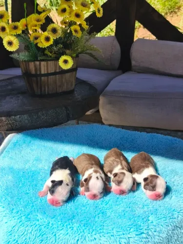 BOSTON TERRIER CHOCOLATE