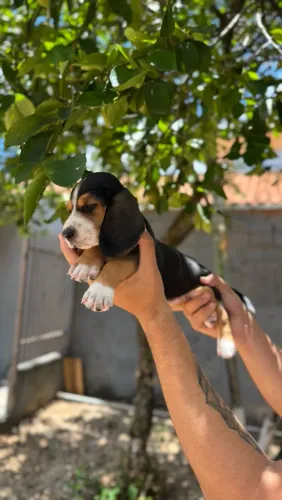 Filhote de Basset hound