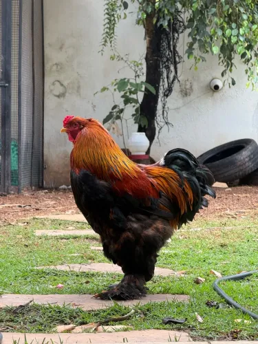 Galo Brahma perdiz